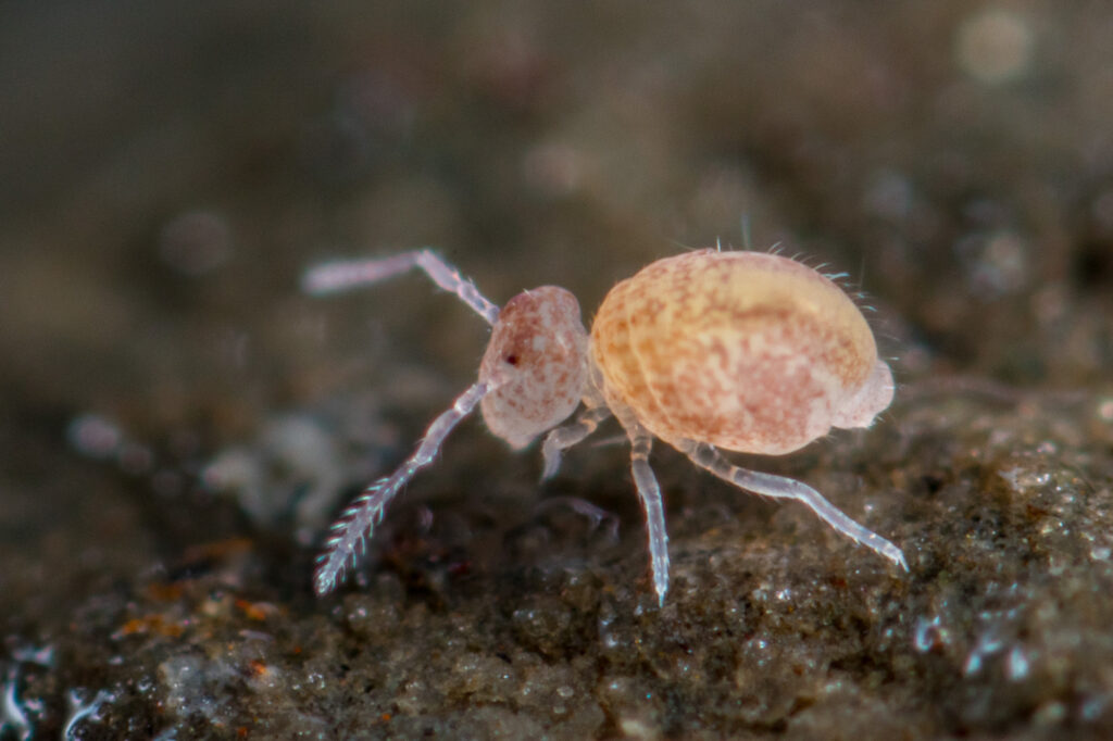ygmarrhopalites pygmaeus, collembole cavernicole du groupe pygmaeus au corps globuleux translucide et ocelles fortement réduits (1+1).