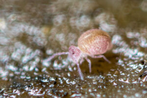 Pygmarrhopalites species reddish spots