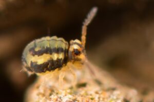 Sminthurinus elegans appartient à la famille des Katiannidae. Ce collembole possède deux bandes noirs parallèles