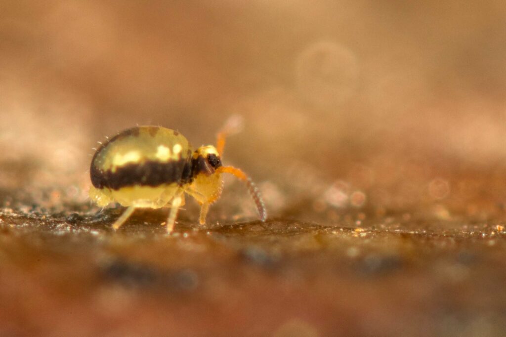 Sminthurinus signatus avec un motif dorsal plus rare (variabilité de ce collembole)