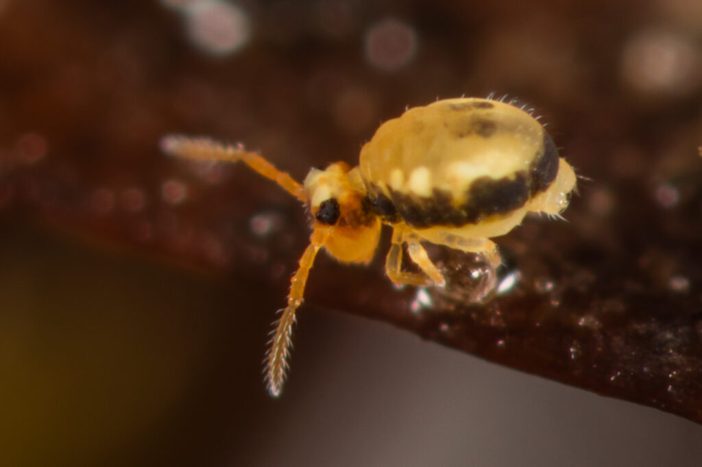 Sminthurinus signatus est un collembole facile à identifier sur simple photo avec son bandeau noir latéral typique sur fond jaune.