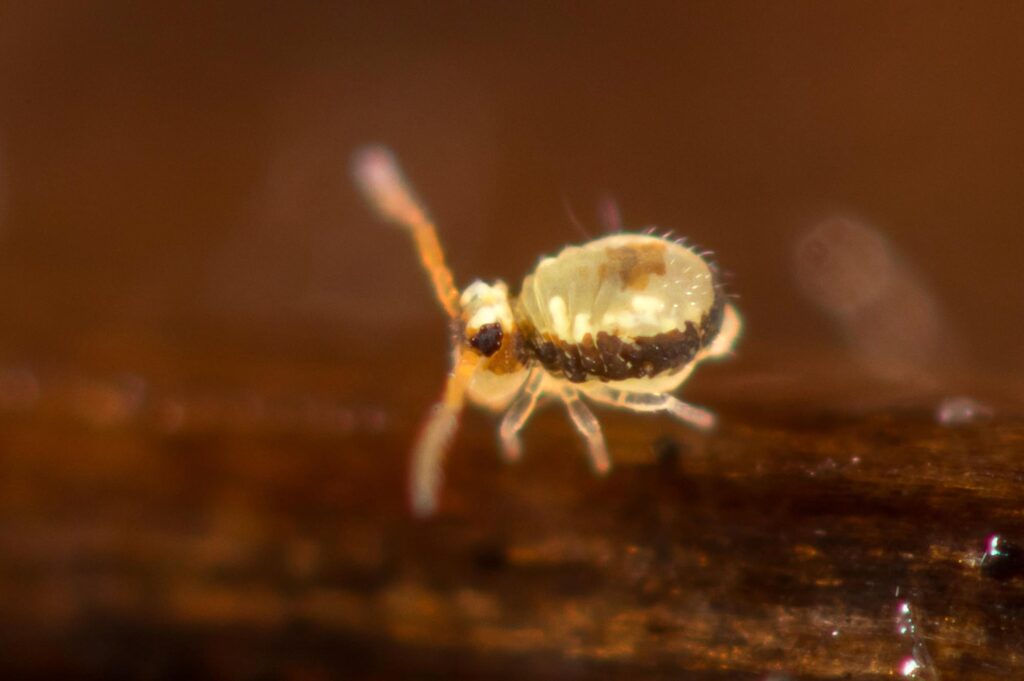 Sminthurinus signatus collembola symphypleona Katiannidae