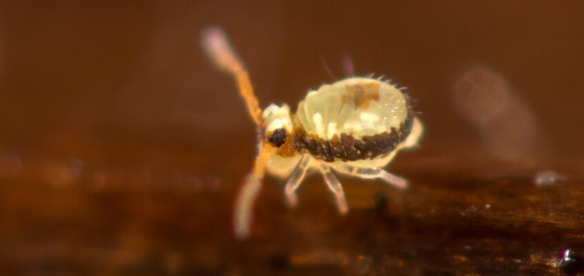 Sminthurinus signatus