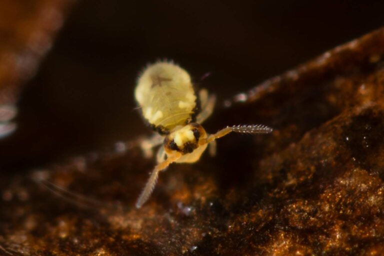 Sminthurinus signatus est une espèce commune sur les feuilles mortes tombées à l'automne