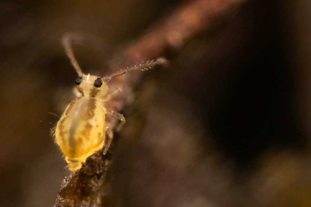 Vue dorsale mâle Heterosminthurus claviger avec détail massue (paggaie) interoculaire