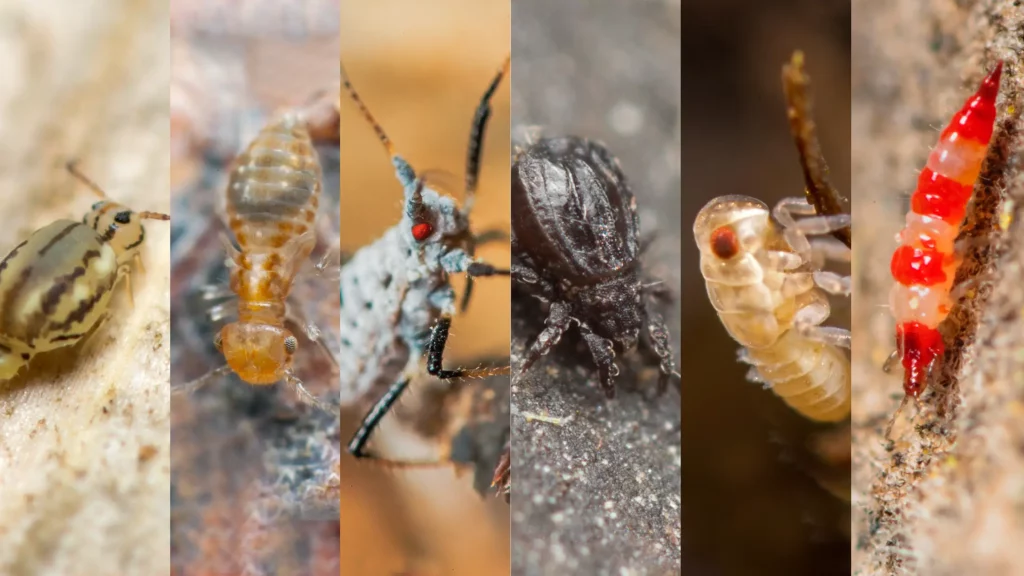 Banni&egrave;re article identifier collembole, psocopt&egrave;re, puceron, acarien, larve cicadelle, larve thrips