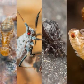 Bannière article identifier collembole, psocoptère, puceron, acarien, larve cicadelle, larve thrips