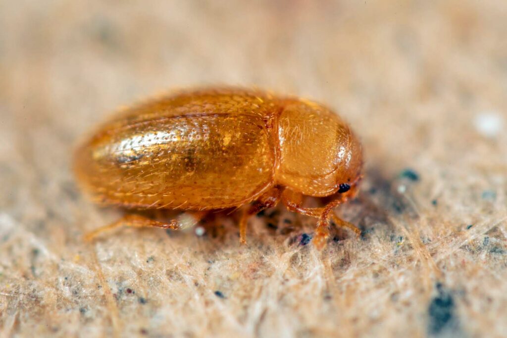 Coleopt&egrave;re Cryptophagidae (taille d'environ 1,5 &agrave; 2 mm)