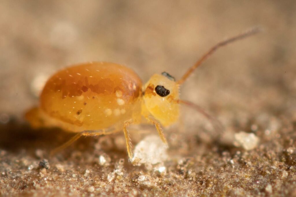 Collembole Heterosminthurus bilineatus Symphypleona 8 ocelles 2 antennes 6 pattes