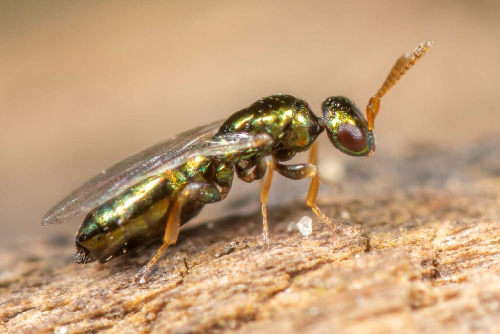 Hymenoptera peuvent &ecirc;tre tr&egrave;s petits (2 &agrave; 3 mm) mais se diff&eacute;rencie normalement facilement notamment &agrave; un stade adulte