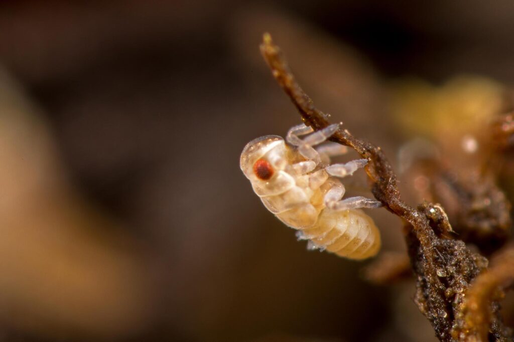 Larve cicadelle pourrait faire penser &agrave; un collembole sans un regard approfondi