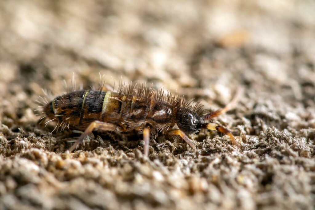 Orchesella cincta est un collembole distinct d'un insecte