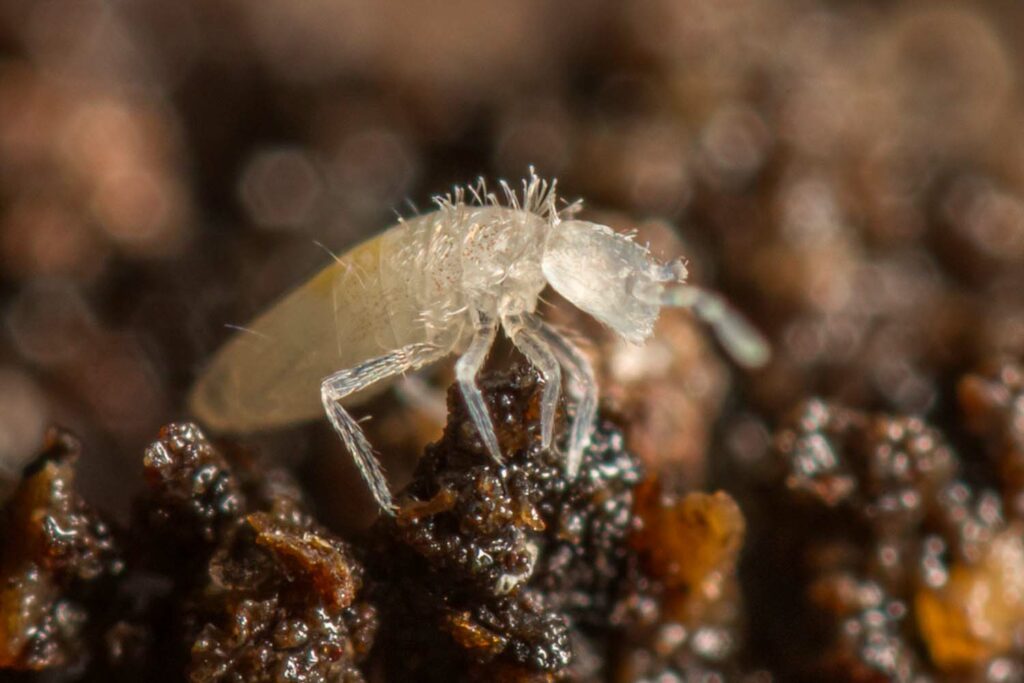 Pseudosinella sp. est un collembole quasi incolore et sans ocelles