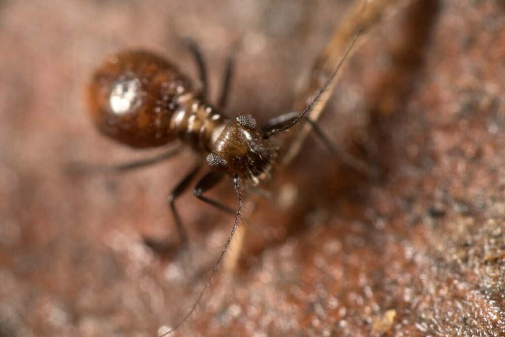 Psocoptera confusion possible avec un collembole, morphologie, couleur, tout est trompeur