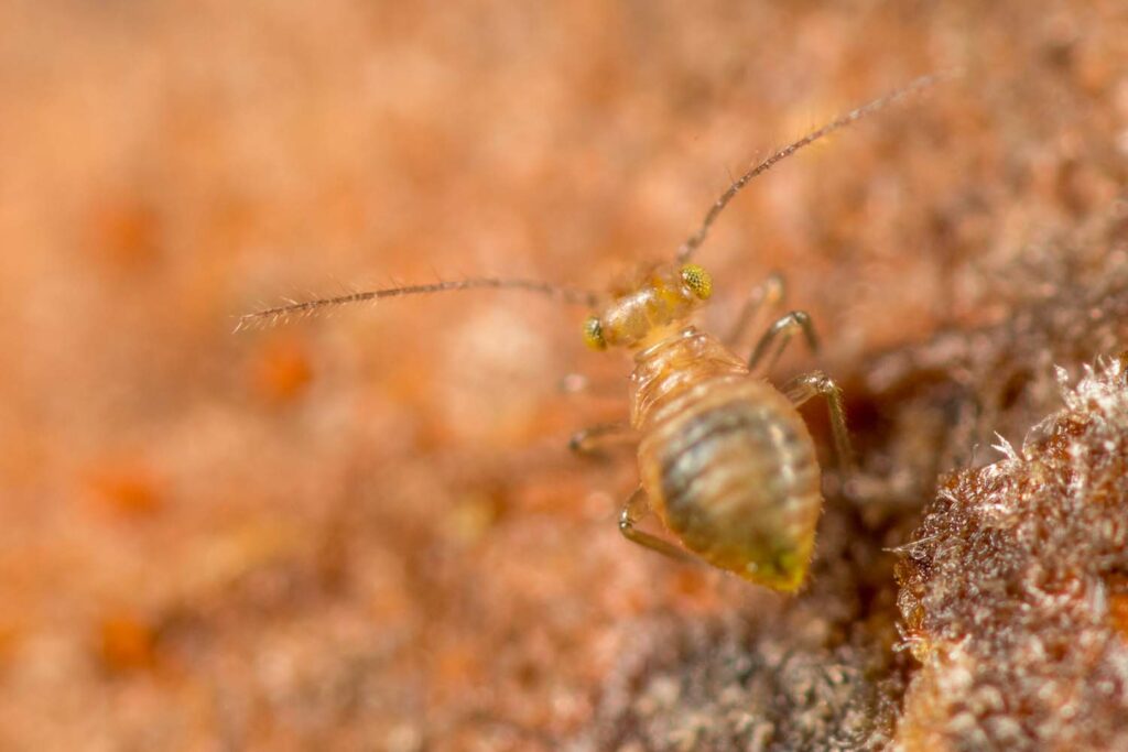 Psocoptera versus collembola - certains sujets se ressemblent fortement apprendre &agrave; les d&eacute;terminer