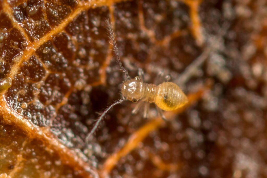 Ce psocopt&egrave;re est tr&egrave;s jeune car il ne pr&eacute;sente pas encore d'ailes, le thorax est nettement s&eacute;par&eacute; de la t&ecirc;te, les yeux pr&eacute;sentes d&eacute;j&agrave; des facettes ce qui le distingue d'un collembole