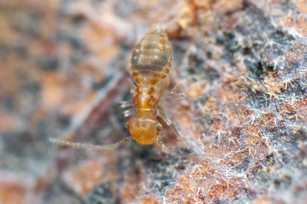 Psoque sur feuille d'arbre