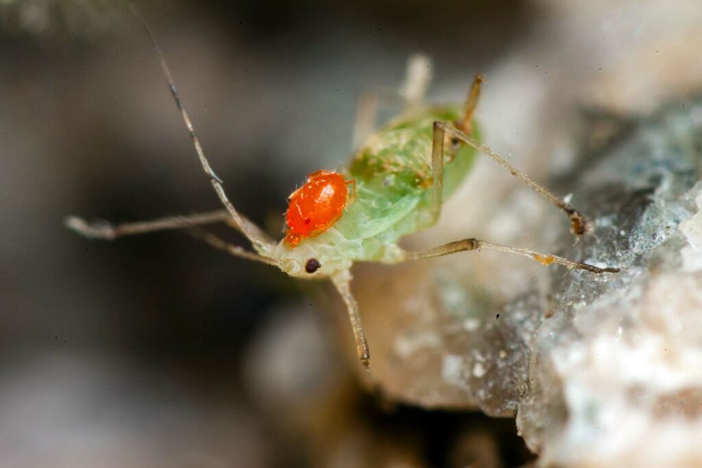 Puceron parasit&eacute; par une larve (nymphe) acarien