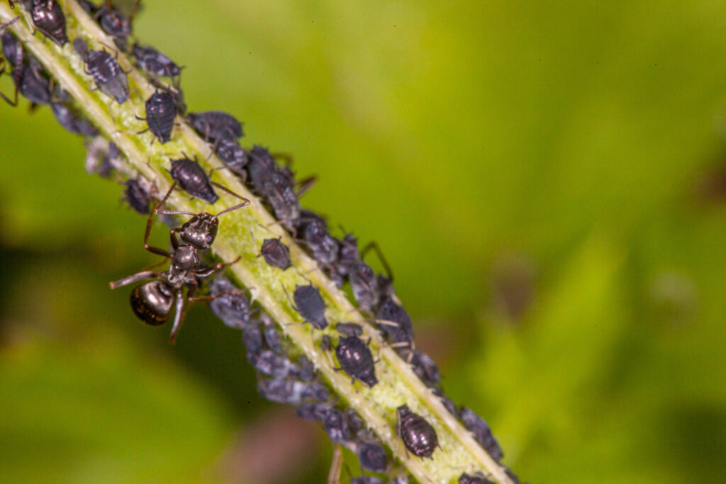 Colonie de pucerons parasitant la v&eacute;g&eacute;tation, fait le r&eacute;gal d'une fourmi