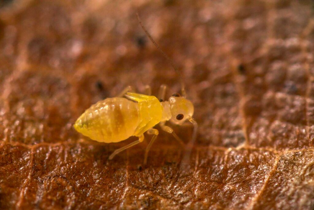 Jeu quizz nature microfaune sujet N&deg;1